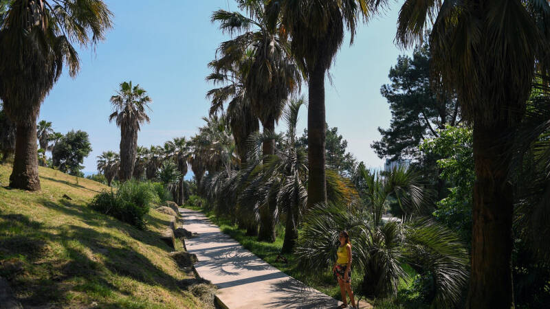 В Сочи рассказали, какие растения могут погибнуть из-за засухи