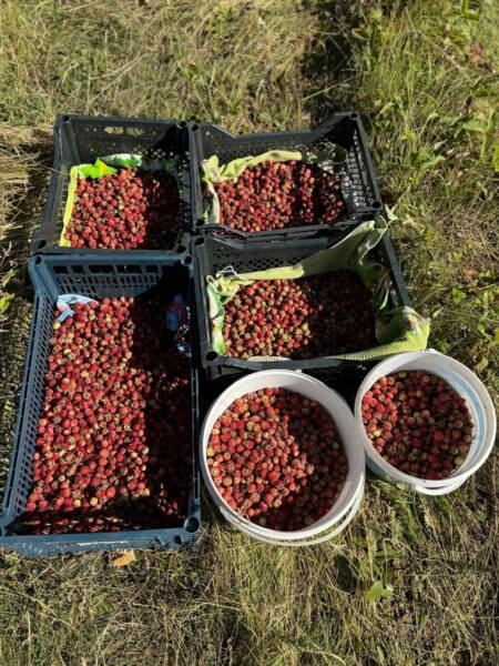 Свердловчанка наткнулась в лесу на гигантскую клубничную поляну. Фото