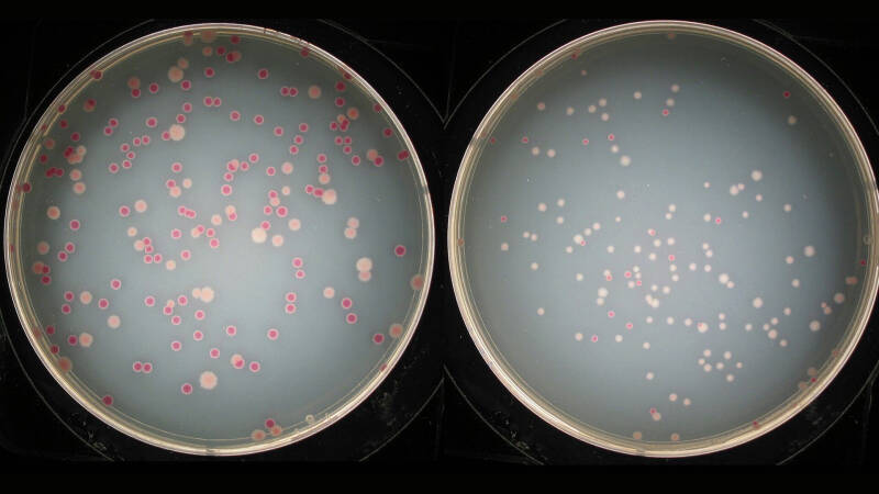 Роскачество выявило плесень в детских подгузниках