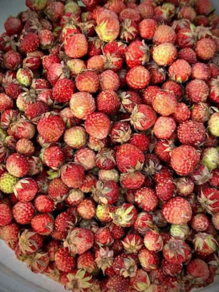 Свердловчанка наткнулась в лесу на гигантскую клубничную поляну. Фото