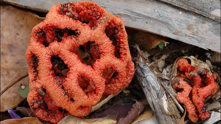 В Сочи рассказали, какие растения могут погибнуть из-за засухи