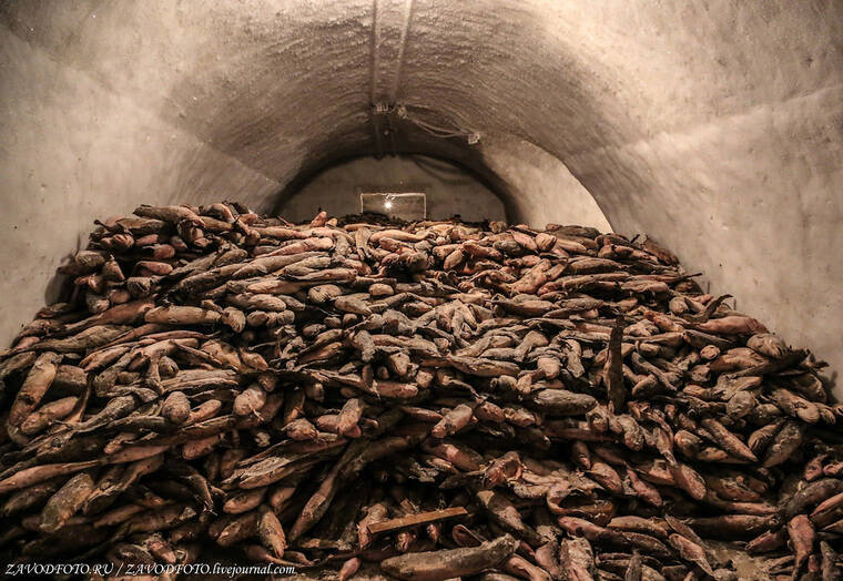 Что происходит с уникальным природным морозильником в ЯНАО