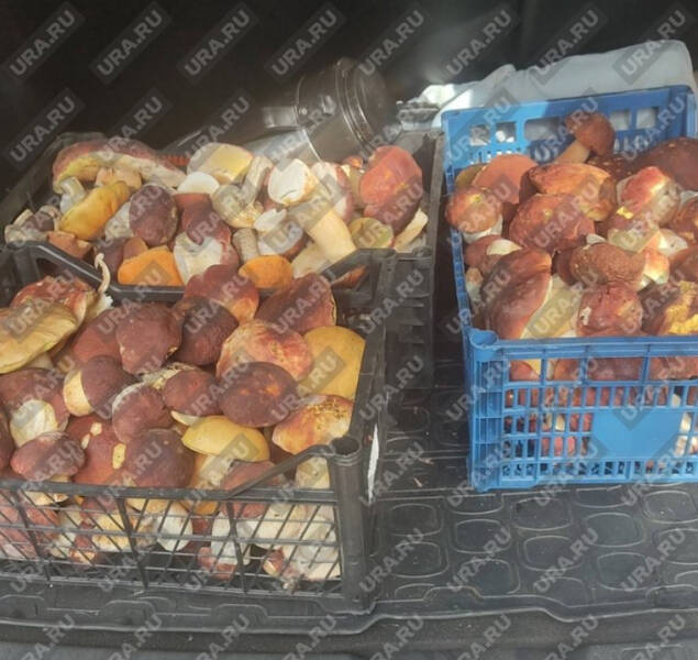 Курганцы похвастались ящиками собранных грибов. Фото