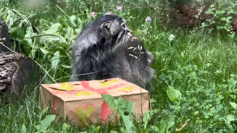 В Московском зоопарке показали, как манул Тимофей точит когти